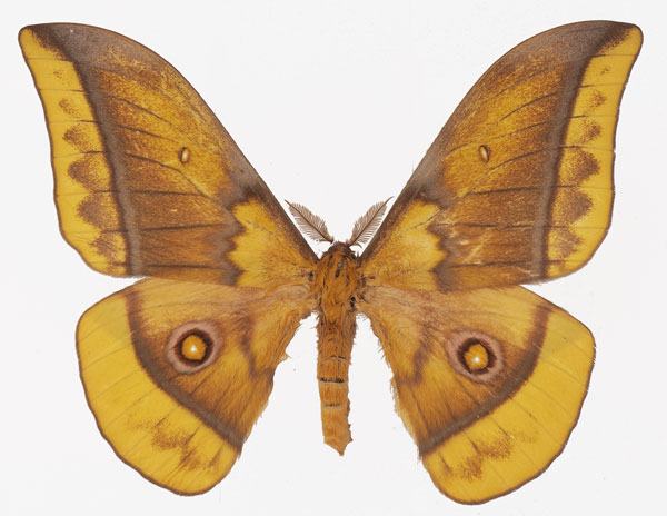 /filer/webapps/moths/media/images/E/emini_Gonimbrasia_AM_Basquina.jpg