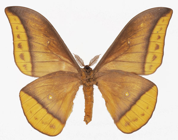 /filer/webapps/moths/media/images/E/emini_Gonimbrasia_AM_Basquinb.jpg
