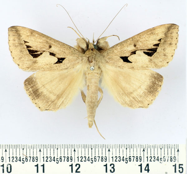 /filer/webapps/moths/media/images/E/emiplaneta_Parachalciope_AM_BMNH.jpg
