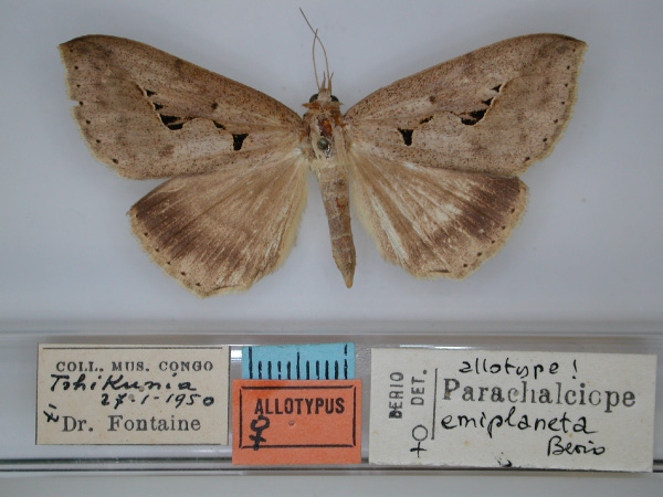 /filer/webapps/moths/media/images/E/emiplaneta_Parachalciope_AT_RMCA_01.jpg