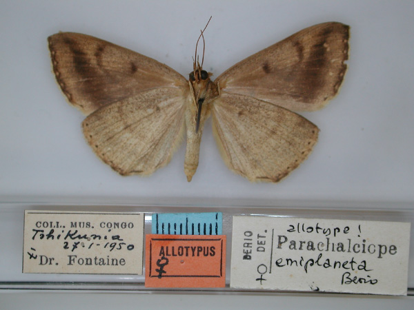 /filer/webapps/moths/media/images/E/emiplaneta_Parachalciope_AT_RMCA_02.jpg
