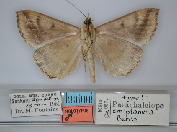 /filer/webapps/moths/media/images/E/emiplaneta_Parachalciope_HT_RMCA_02.jpg