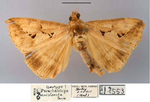 /filer/webapps/moths/media/images/E/emiplaneta_Parachalciope_PT_MSNM.jpg