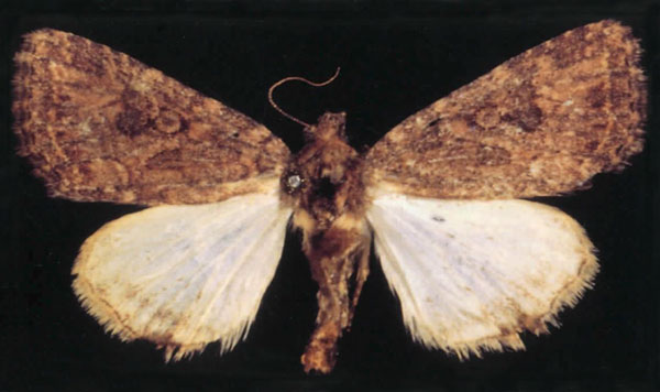 /filer/webapps/moths/media/images/E/emmanueli_Cardepia_HT_MSNM.jpg