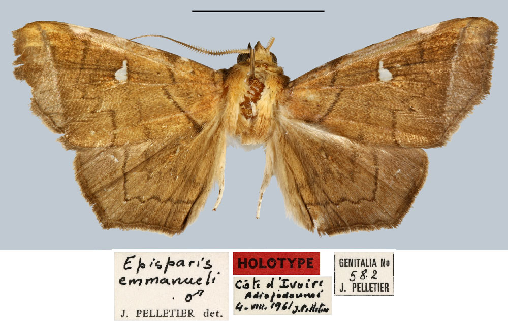 /filer/webapps/moths/media/images/E/emmanueli_Episparis_HT_MNHN.jpg