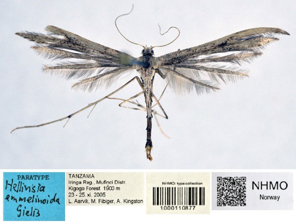 /filer/webapps/moths/media/images/E/emmelinoida_Hellinsia_PT_NHMO_01.jpg