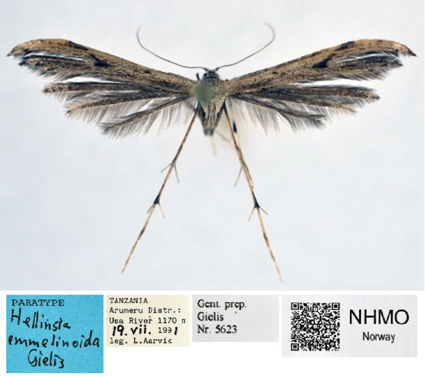 /filer/webapps/moths/media/images/E/emmelinoida_Hellinsia_PT_NHMO_02.jpg