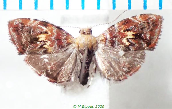 /filer/webapps/moths/media/images/E/emplecta_Anthophila_AM_Bippus.jpg