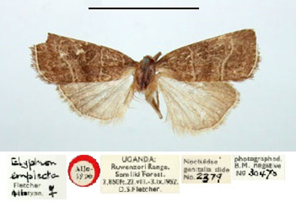 /filer/webapps/moths/media/images/E/emplecta_Elyptron_AT_BMNH.jpg