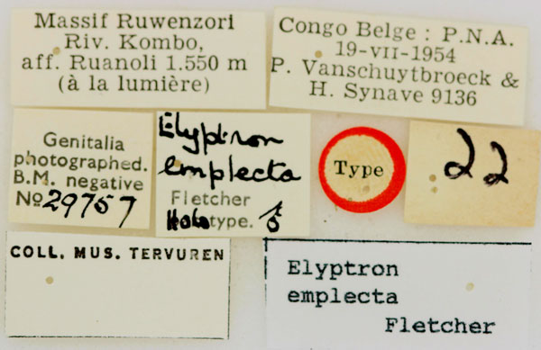 /filer/webapps/moths/media/images/E/emplecta_Elyptron_HTLBL_RMCA.jpg