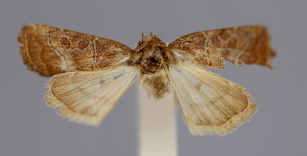 /filer/webapps/moths/media/images/E/emplecta_Elyptron_HT_RMCA_03.jpg