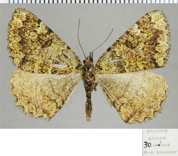 /filer/webapps/moths/media/images/E/emunctaria_Xylopteryx_AF_ZSM.jpg