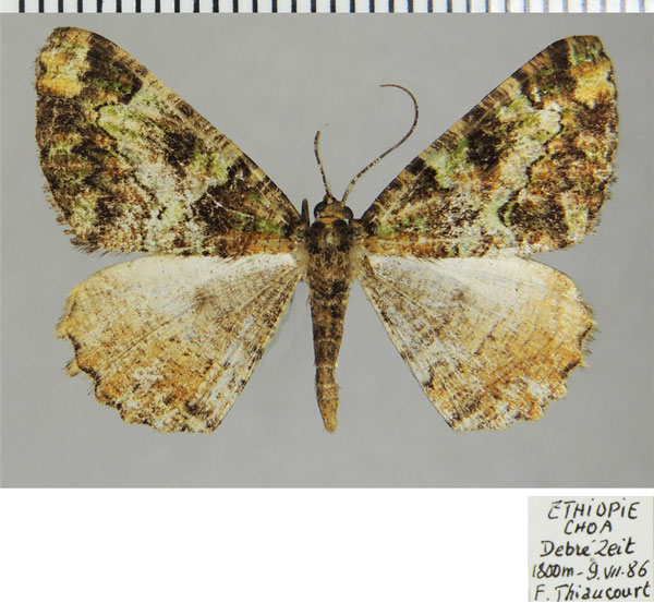 /filer/webapps/moths/media/images/E/emunctaria_Xylopteryx_AM_ZSMa.jpg