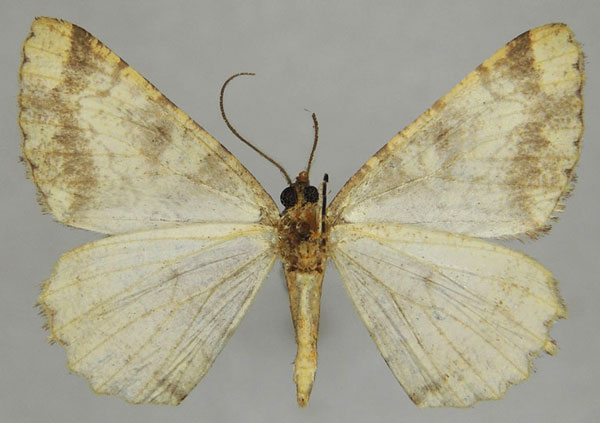 /filer/webapps/moths/media/images/E/emunctaria_Xylopteryx_AM_ZSMb.jpg