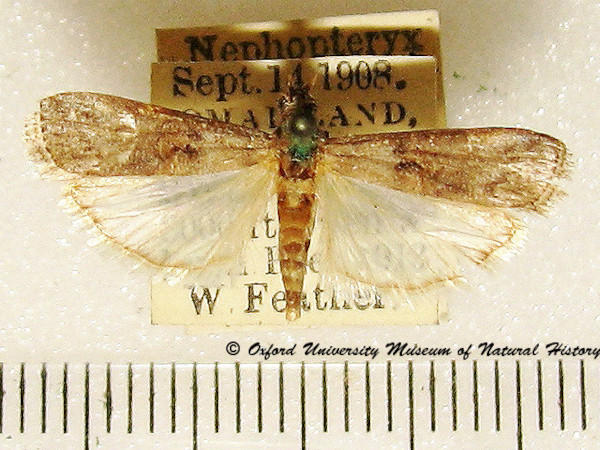 /filer/webapps/moths/media/images/E/emussitatella_Nephopterix_A_OUMNH.jpg