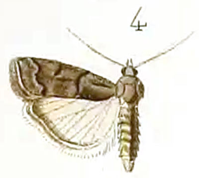 /filer/webapps/moths/media/images/E/emussitatella_Nephopteryx_HT_Ragonot_14-4.jpg