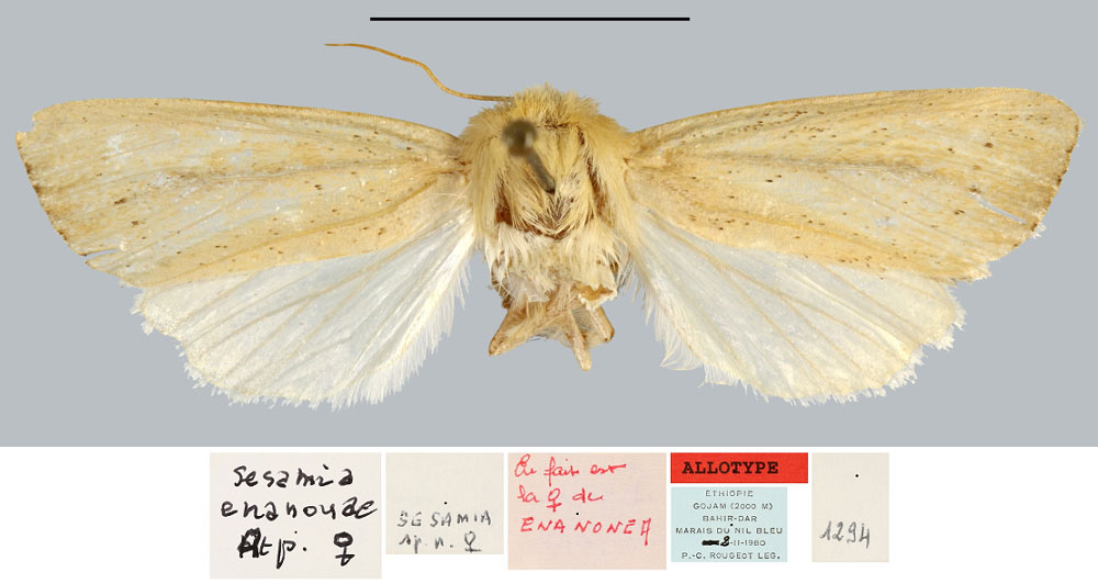 /filer/webapps/moths/media/images/E/enanouae_Sesamia_AT_MNHN.jpg