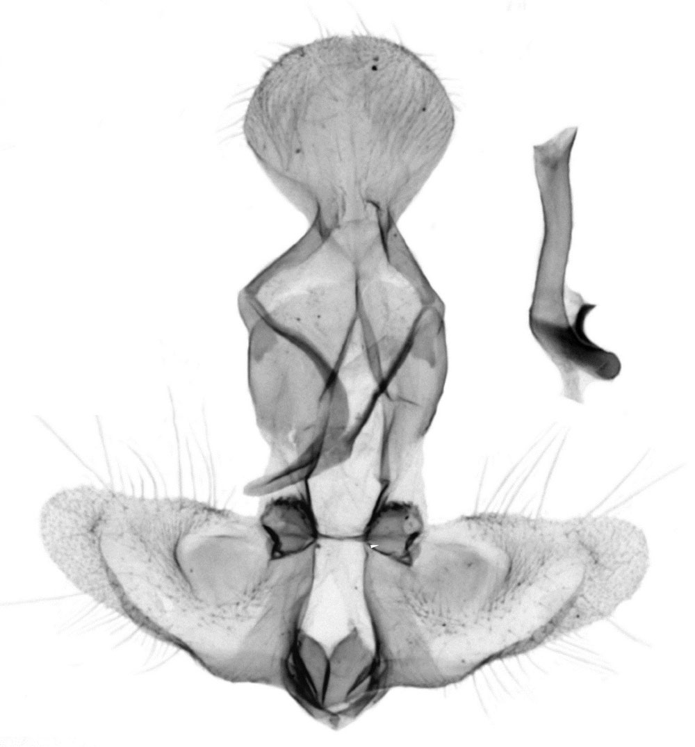 /filer/webapps/moths/media/images/E/enarga_Clepsis_GMPT_RMCA.jpg