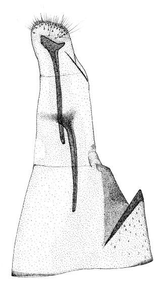 /filer/webapps/moths/media/images/E/encaeria_Phyllonorycter_GF_DePrins.jpg