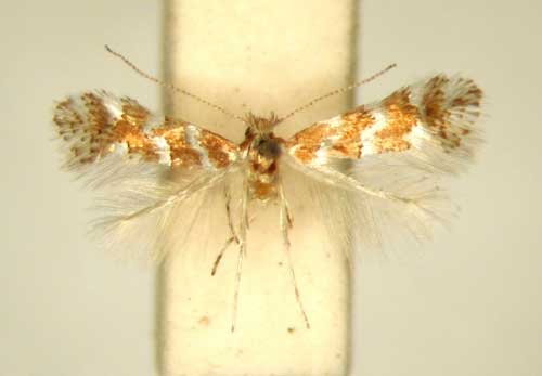 /filer/webapps/moths/media/images/E/encaeria_Phyllonorycter_HT_TMSA361.jpg