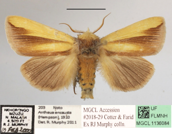 /filer/webapps/moths/media/images/E/encausta_Antheua_A_MGCLa_01.JPG