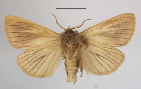 /filer/webapps/moths/media/images/E/encausta_Antheua_A_MGCLb_01.JPG