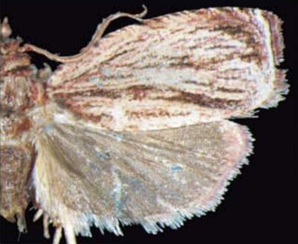 /filer/webapps/moths/media/images/E/encharacta_Plutographa_AM_Trematerra.jpg