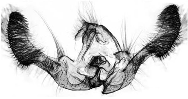 /filer/webapps/moths/media/images/E/encharacta_Plutographa_GM_Trematerra.jpg