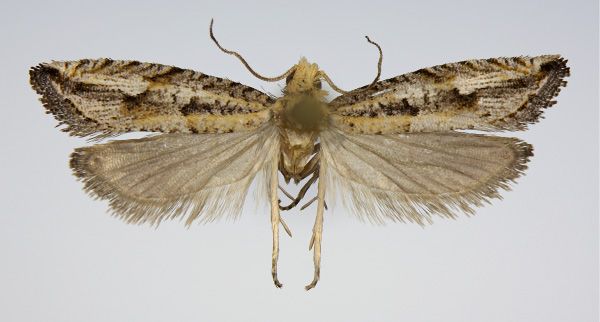 /filer/webapps/moths/media/images/E/endea_Bactra_AM_KSund_01.jpg