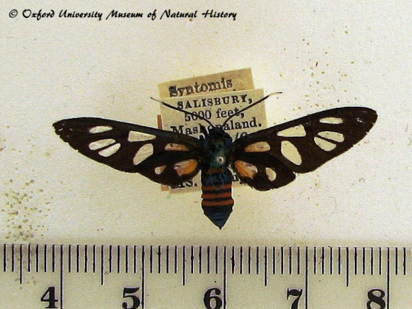 /filer/webapps/moths/media/images/E/endocrocis_Amata_A_OUMNH.jpg