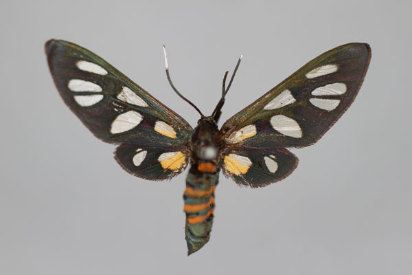 /filer/webapps/moths/media/images/E/endocrocis_Amata_HT_BMNH.jpg