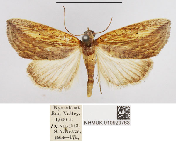 /filer/webapps/moths/media/images/E/endoglauca_Arcyophora_AF_NHMUK.jpg
