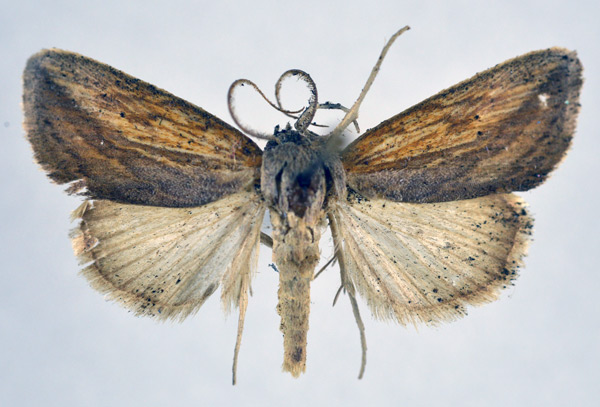 /filer/webapps/moths/media/images/E/endoglauca_Arcyophora_AM_NHMO.jpg