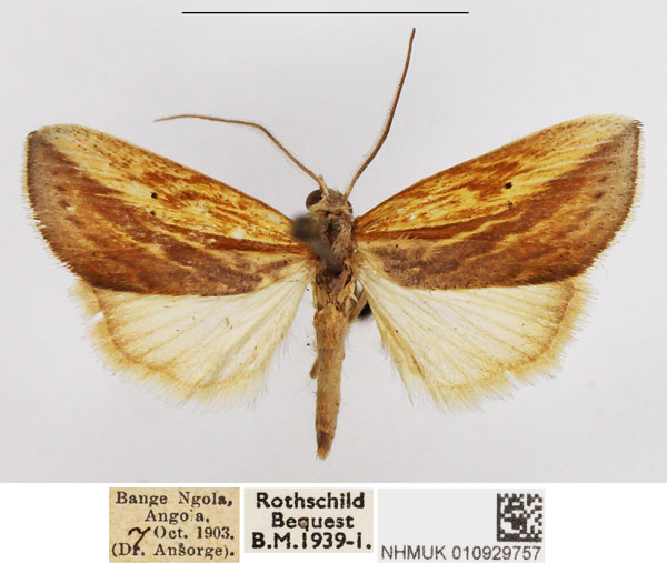 /filer/webapps/moths/media/images/E/endoglauca_Arcyophora_AM_NHMUK.jpg