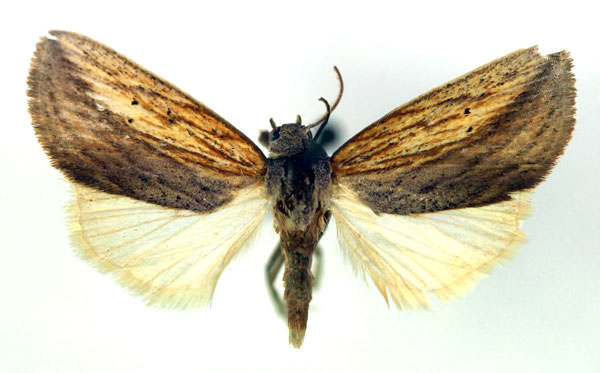 /filer/webapps/moths/media/images/E/endoglauca_Arcyophora_A_RMCA.jpg