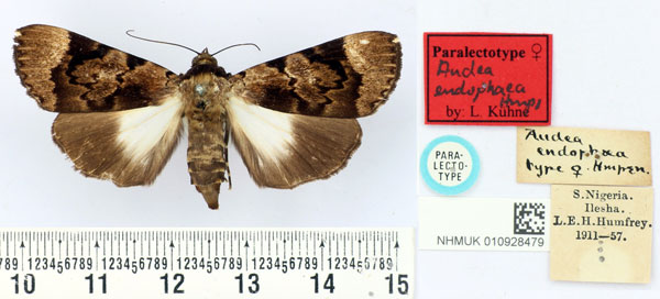 /filer/webapps/moths/media/images/E/endophaea_Audea_PLT_BMNH.jpg
