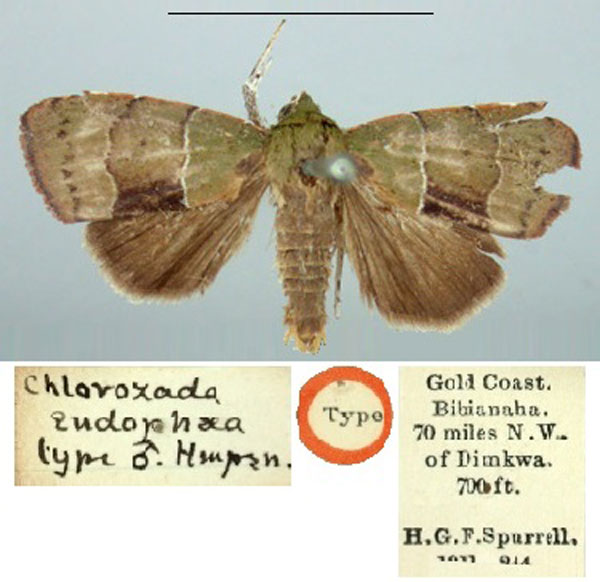 /filer/webapps/moths/media/images/E/endophaea_Chlorozada_HT_BMNH.jpg