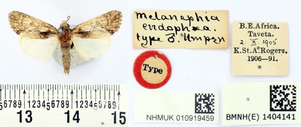 /filer/webapps/moths/media/images/E/endophaea_Melanephia_HT_BMNH.jpg