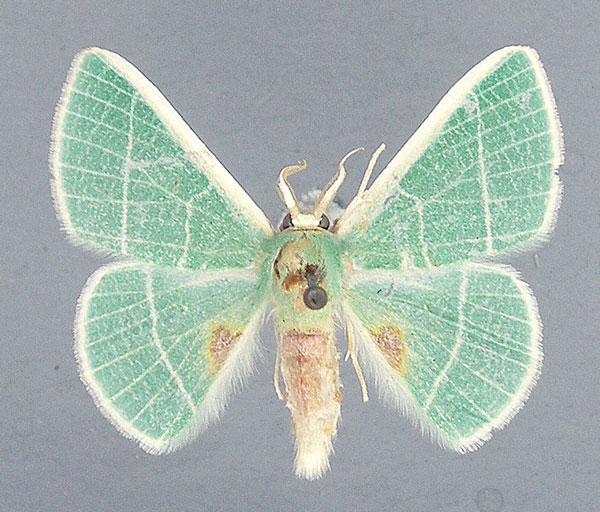 /filer/webapps/moths/media/images/E/endorhoda_Neurotoca_AM_TMSA.jpg