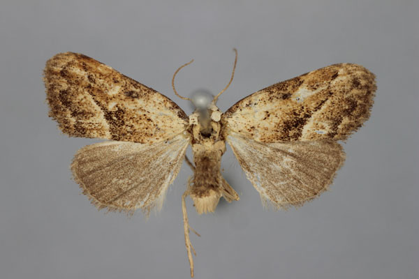 /filer/webapps/moths/media/images/E/endoscota_Meganola_HT_BMNH.jpg