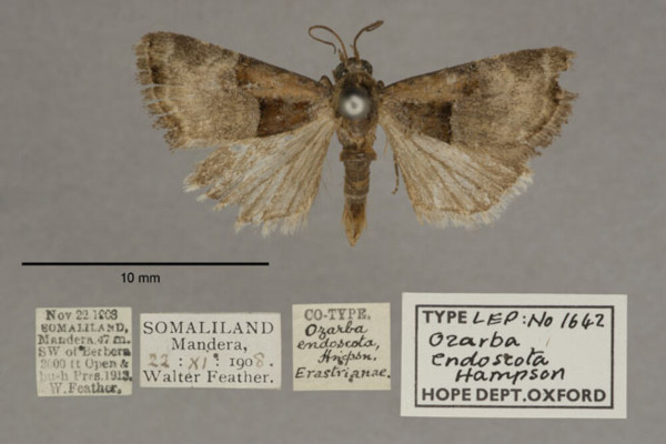 /filer/webapps/moths/media/images/E/endoscota_Ozarba_PTM_OUMNHa_01.jpg