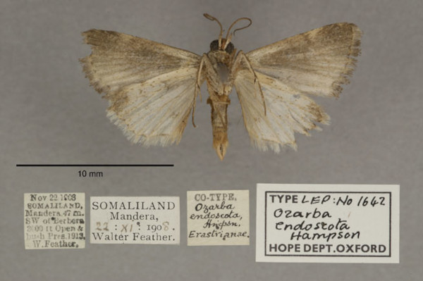 /filer/webapps/moths/media/images/E/endoscota_Ozarba_PTM_OUMNHb_01.jpg