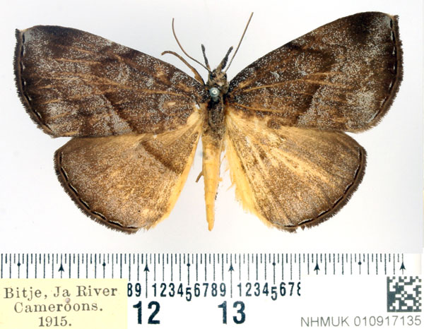 /filer/webapps/moths/media/images/E/endoxantha_Aburina_AM_BMNH_02.jpg