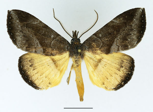 /filer/webapps/moths/media/images/E/endoxantha_Aburina_AM_Basquin.jpg