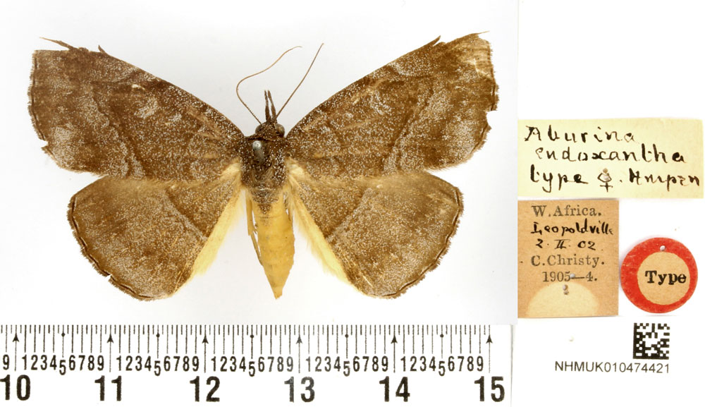 /filer/webapps/moths/media/images/E/endoxantha_Aburina_HT_BMNH.jpg