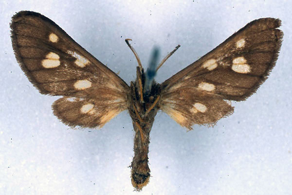 /filer/webapps/moths/media/images/E/endoxantha_Anapisa_HT_BMNH_02.jpg