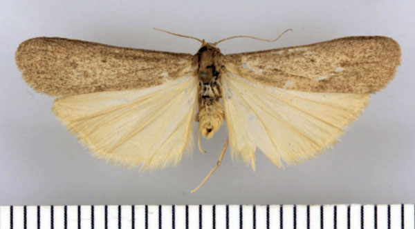 /filer/webapps/moths/media/images/E/endroedyi_Entephrilema_HT_TMSA.jpg
