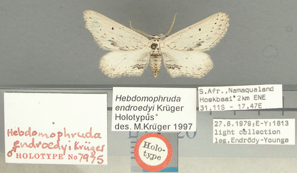 /filer/webapps/moths/media/images/E/endroedyi_Hebdomophruda_HT_TMSA.jpg