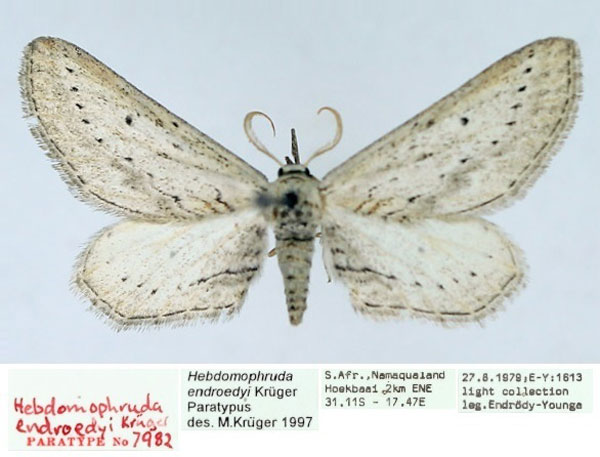 /filer/webapps/moths/media/images/E/endroedyi_Hebdomophruda_PTM_TMSA_01.jpg