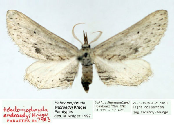 /filer/webapps/moths/media/images/E/endroedyi_Hebdomophruda_PTM_TMSA_02.jpg